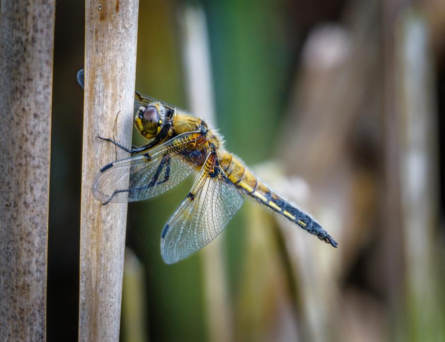 Dragonfly Insect in Nature macro photo