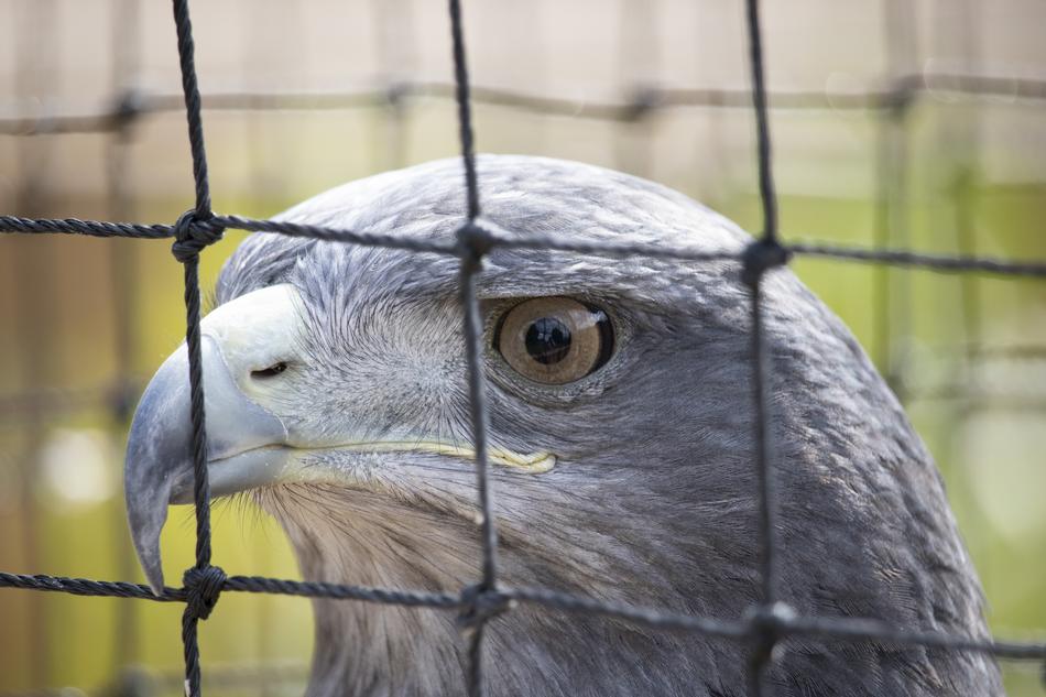 Raptor Bird Of Prey