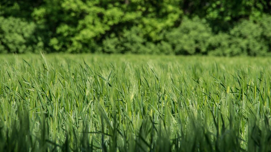 green wheat in the field