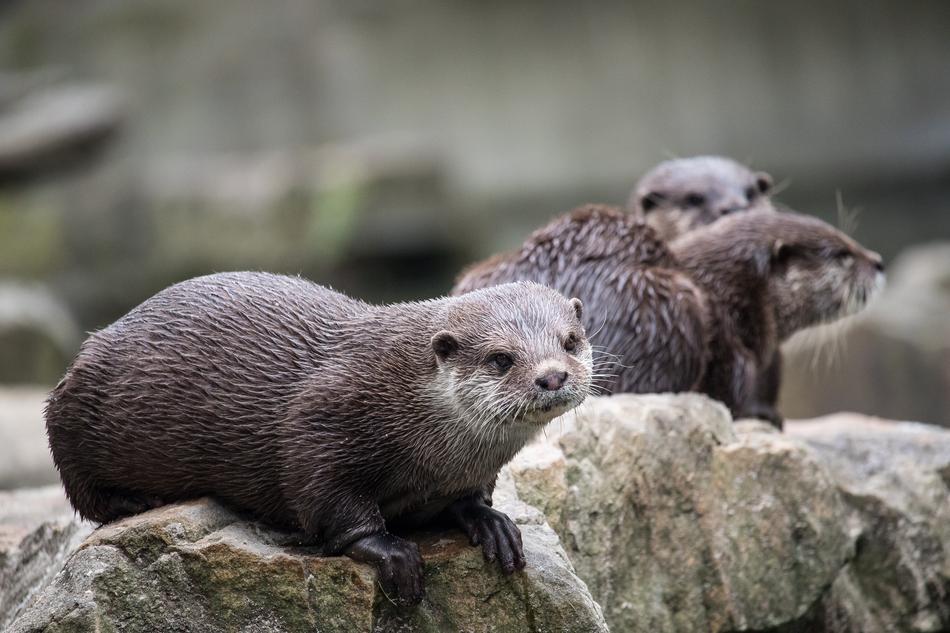 Otter Mammal Rodent