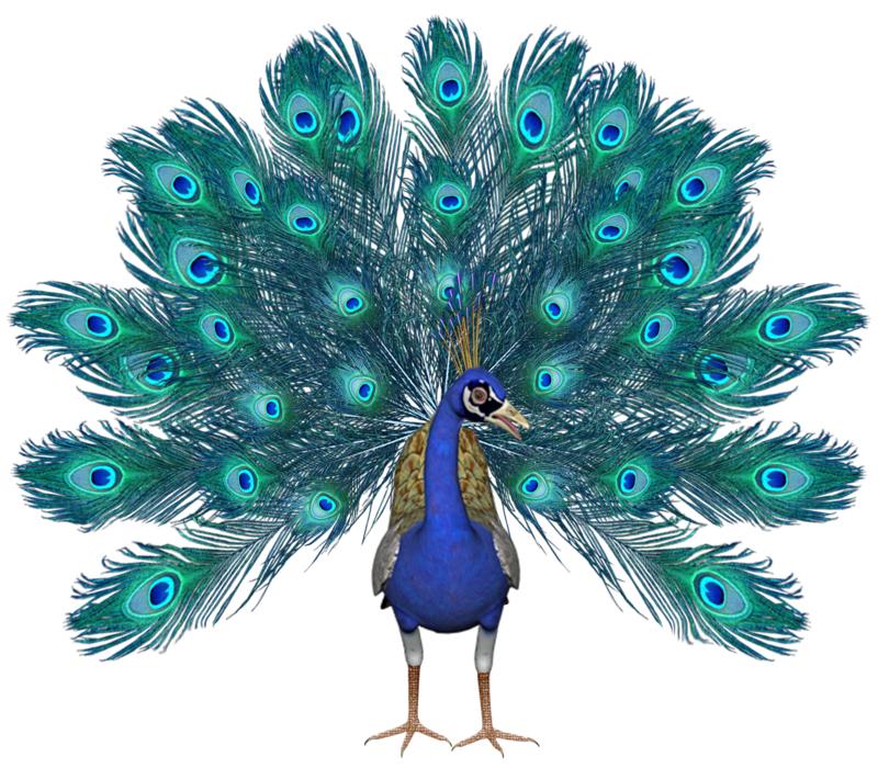Peacock Bird Feathers