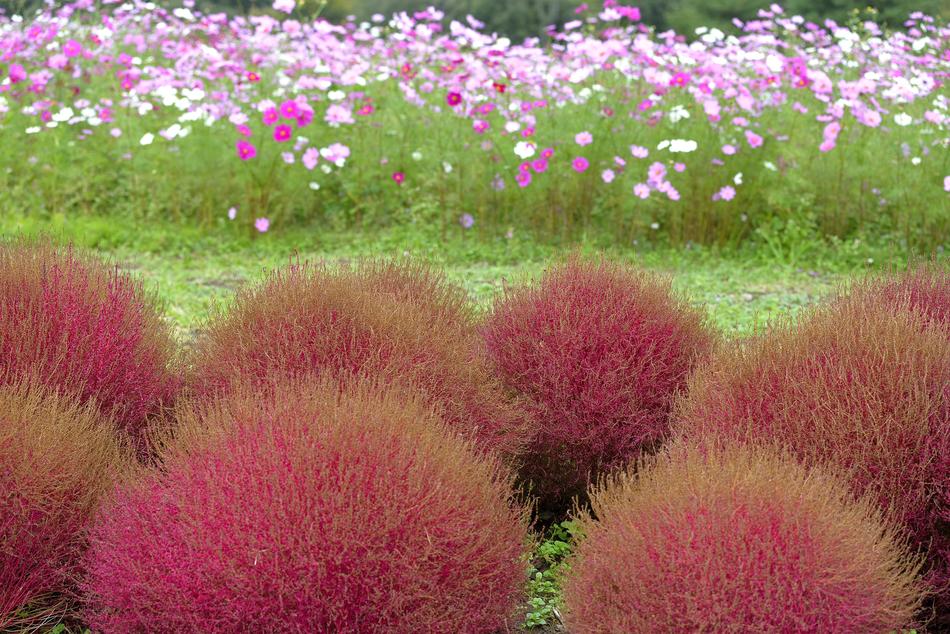 Background Flower Grass Floral