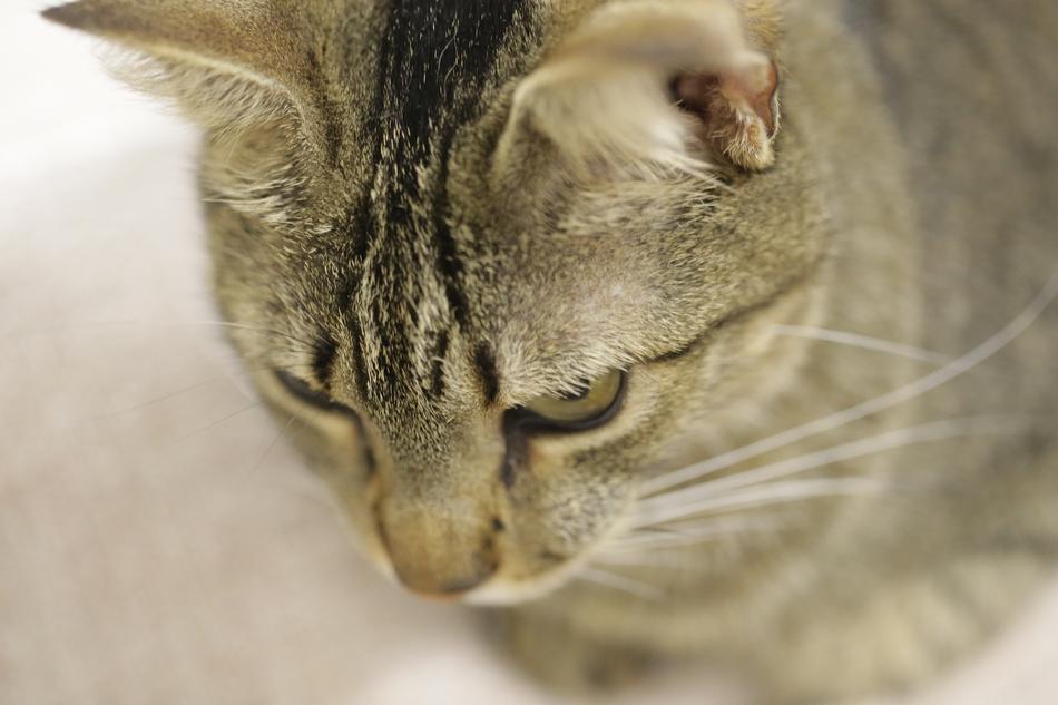 Cat Hunter