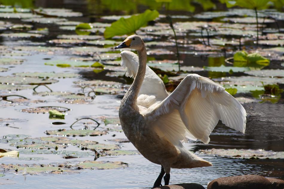 wild swan by the pond