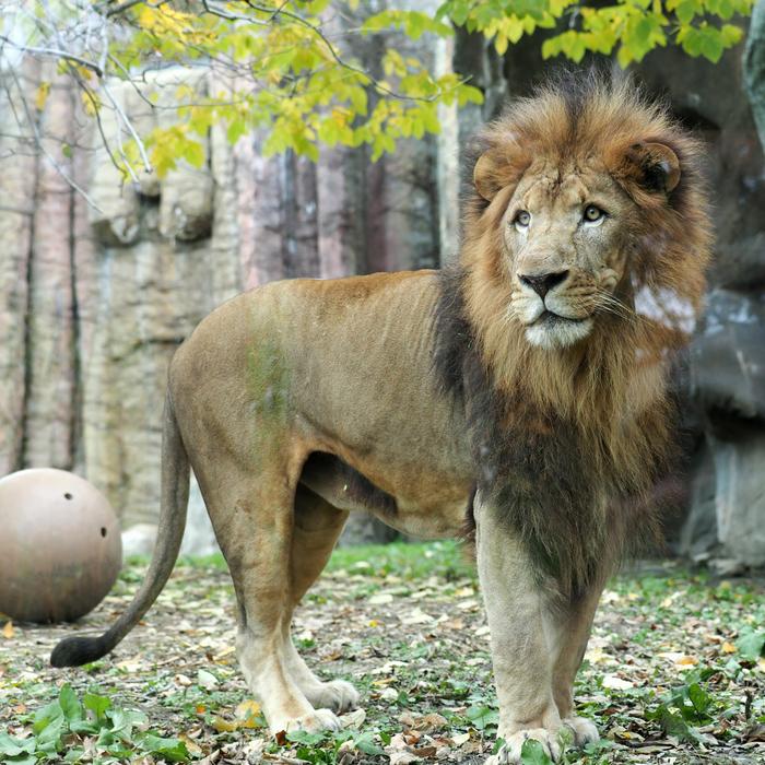 African Lion Zoo