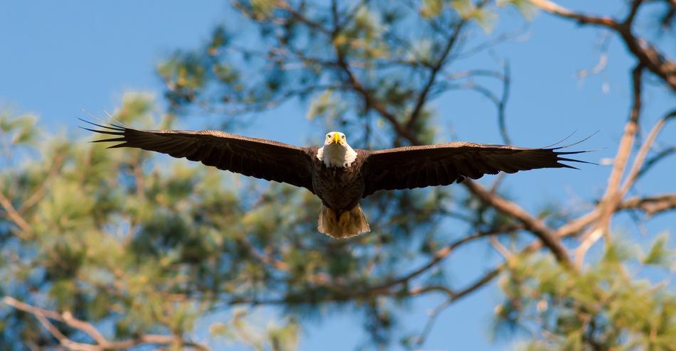 Eagle Bald Flying