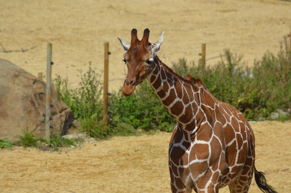 Giraffe Zoo