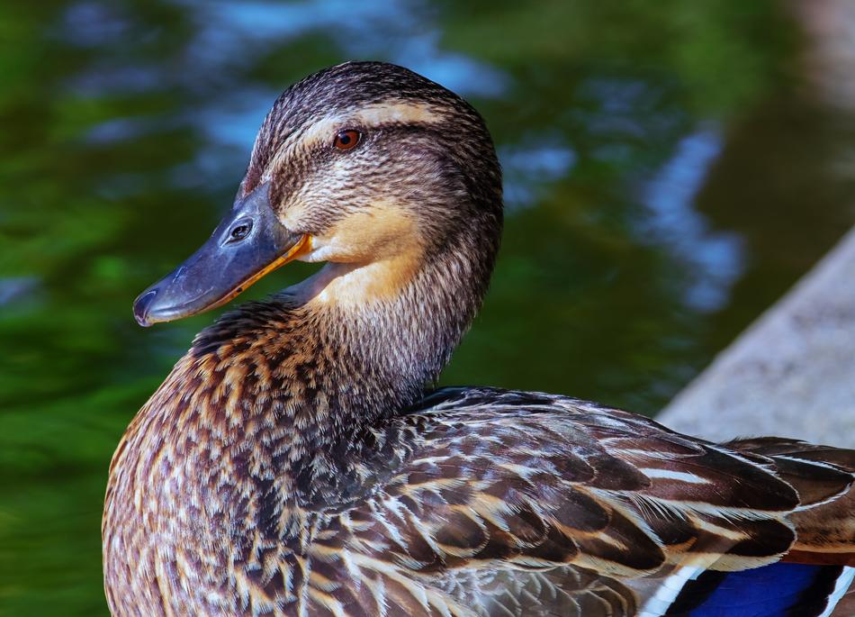 Duck Bird Animal