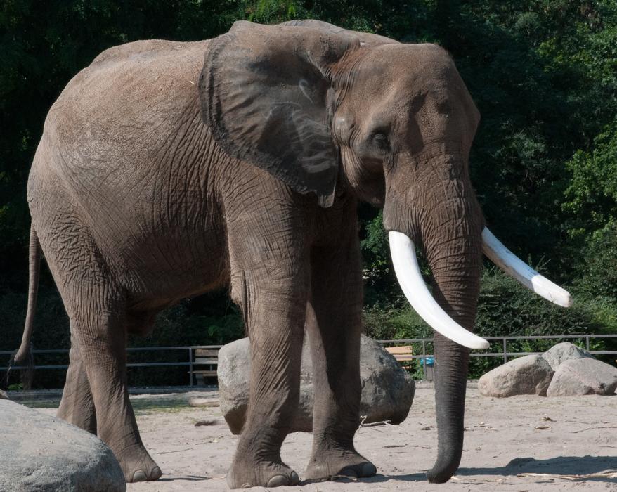 Elephant Zoo Summer