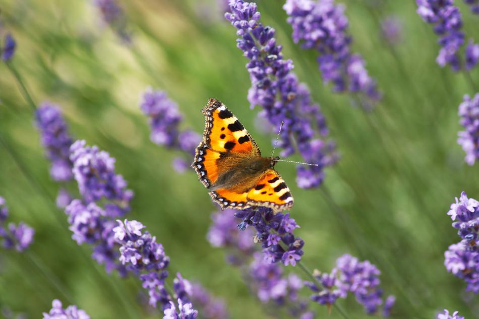 Butterfly Fuchs Lavender