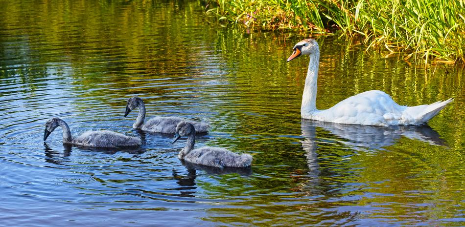 wild swans in the lake