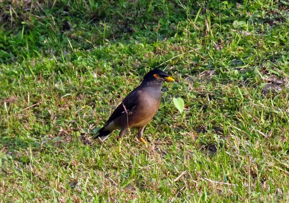 Common Myna Indian Bird