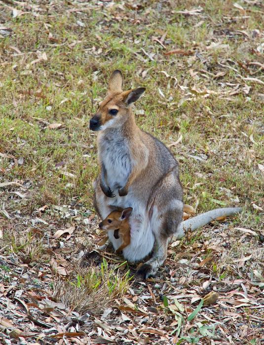 Kangaroo Wallaby Wildlife