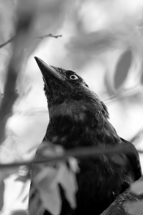 Blackbird Wildlife Bird