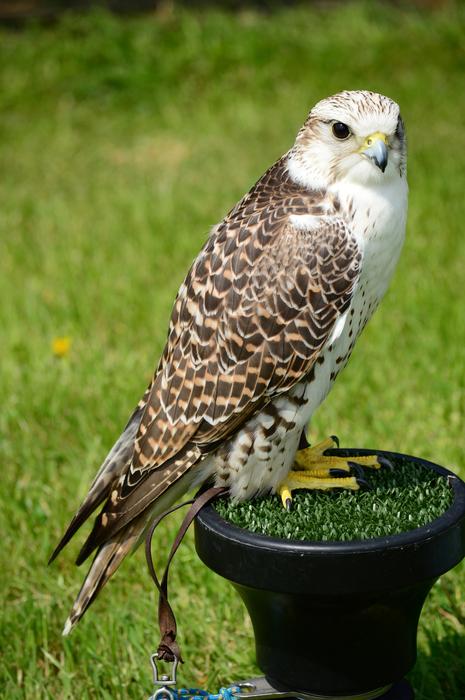 Peregrine Falcon Raptor