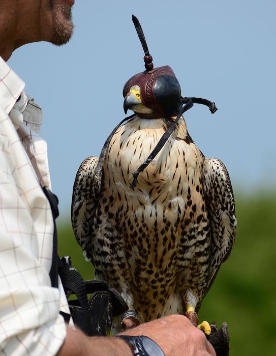 Peregrine Falcon Raptor