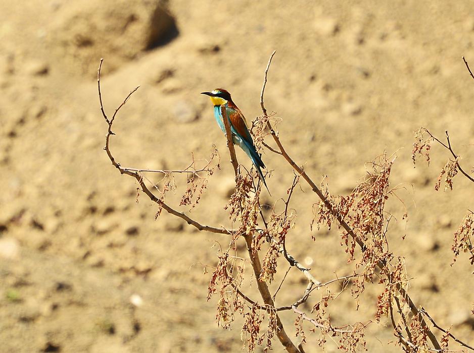 colored little bird on a tree