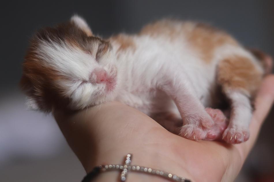 Kitten Cute Animal