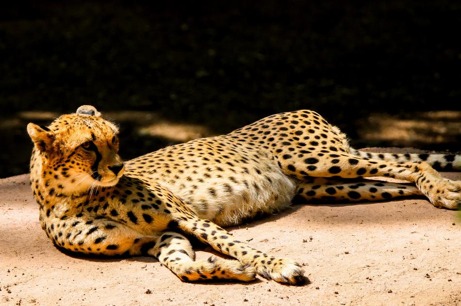 Animal World Predator Cheetah