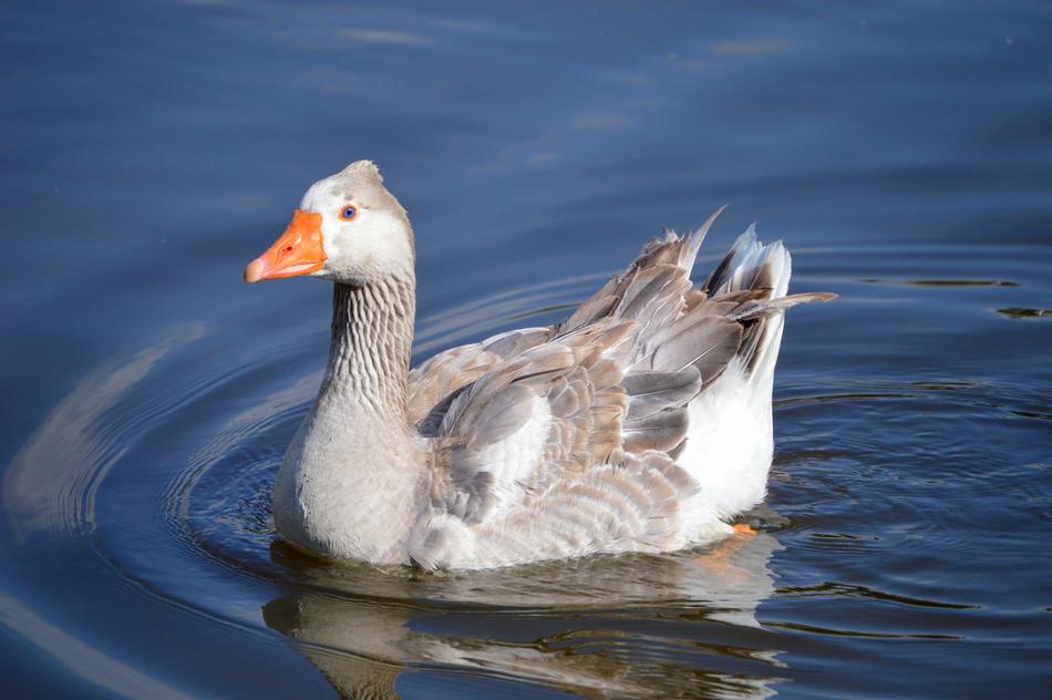 Duck pond macro