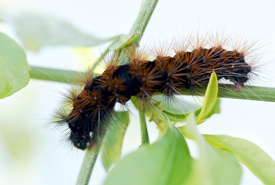 Insect Caterpillar Garden
