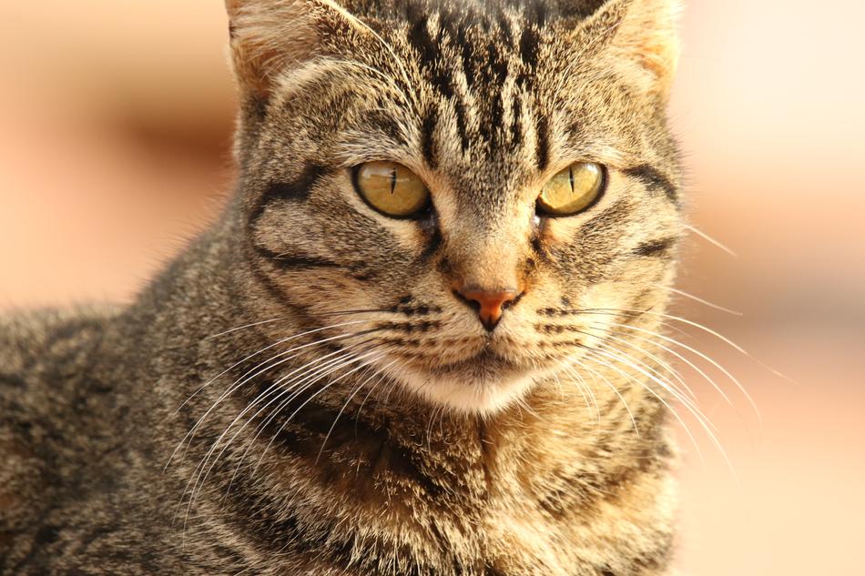 striped gray cat with green eyes