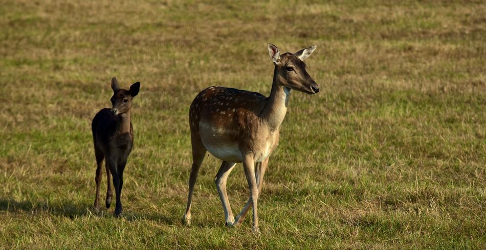 Fallow Deer Female Young Animal