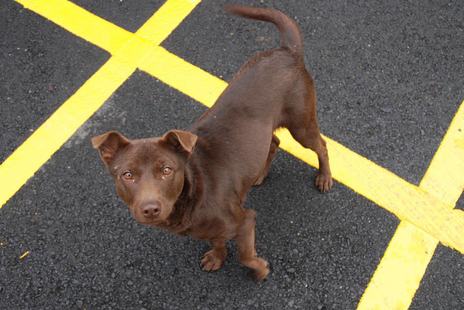 Dog Dogs Stray Brown