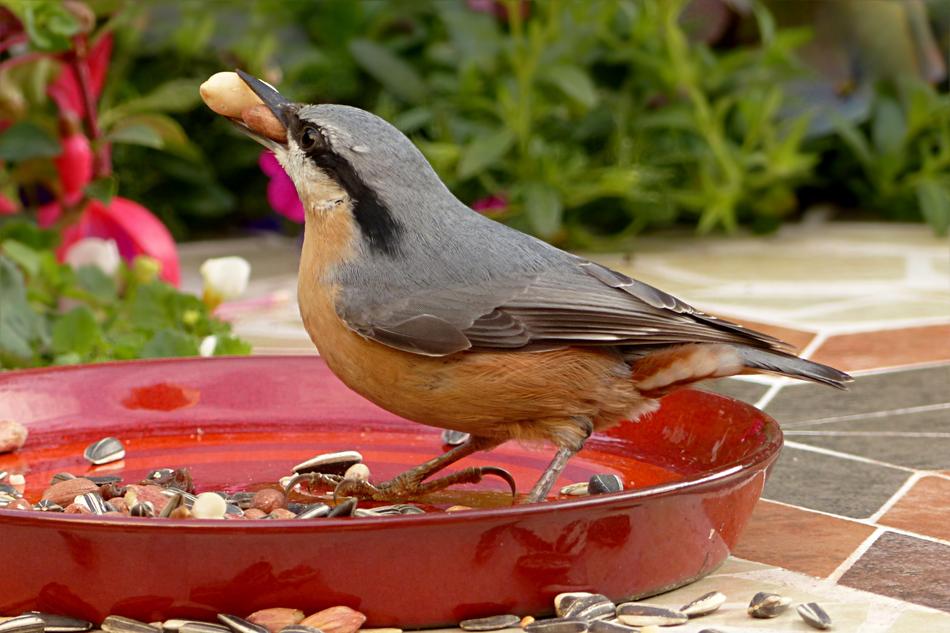 Animal Bird Kleiber Sitta