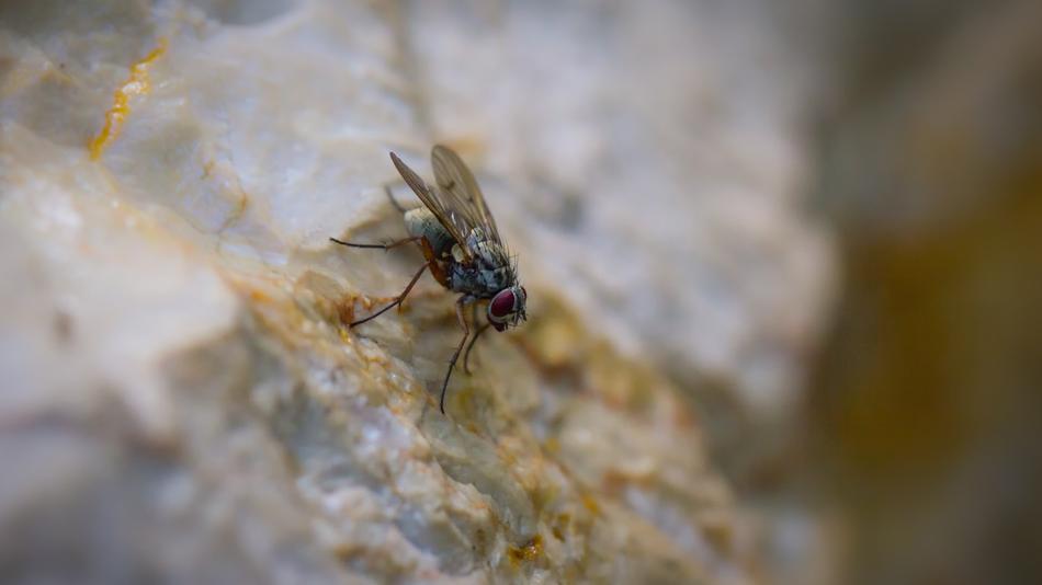 Fly Insect Nature