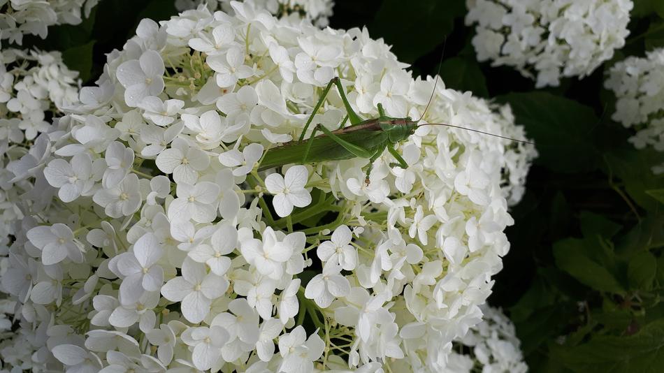 Grasshopper Garden Hydrangea
