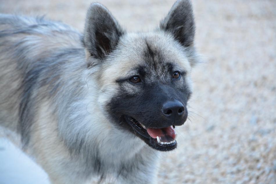 Dog Bitch Eurasier