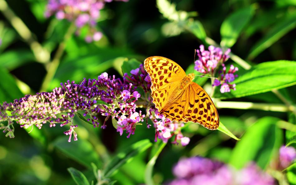 Fritillary Butterfly Insect