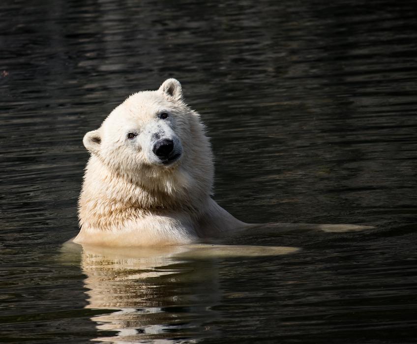 polar bear in the water
