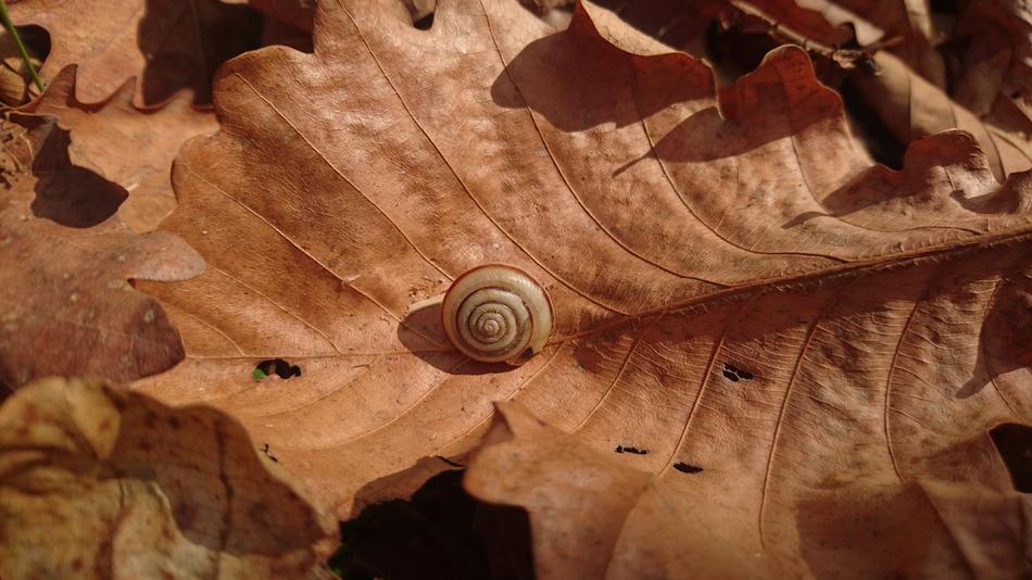 Snail Bespozvonochnoe Animal