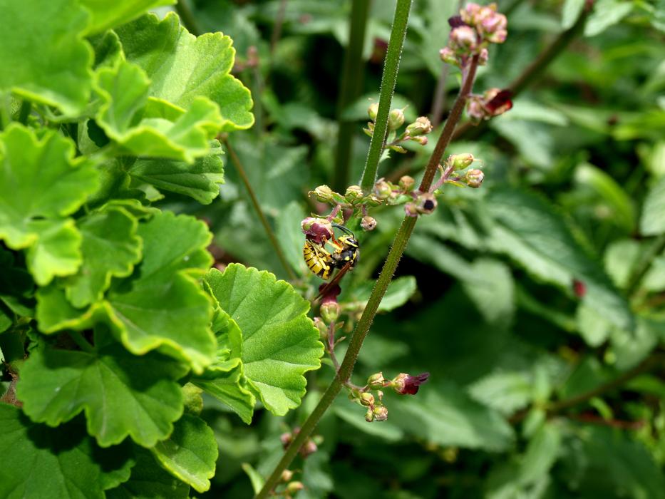 Wasp Pollination Insect Green