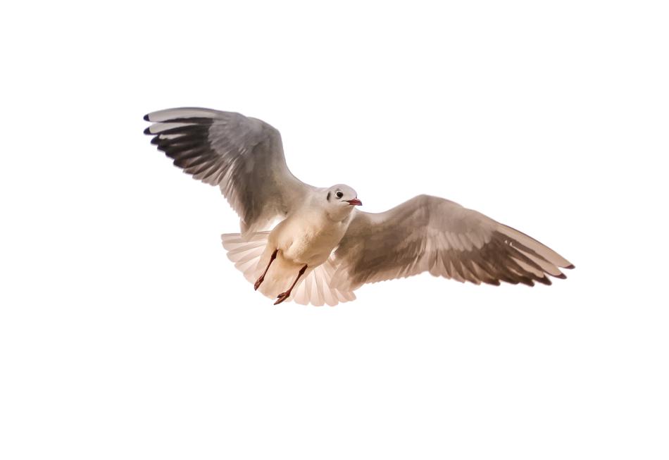 Gull Sea Bird