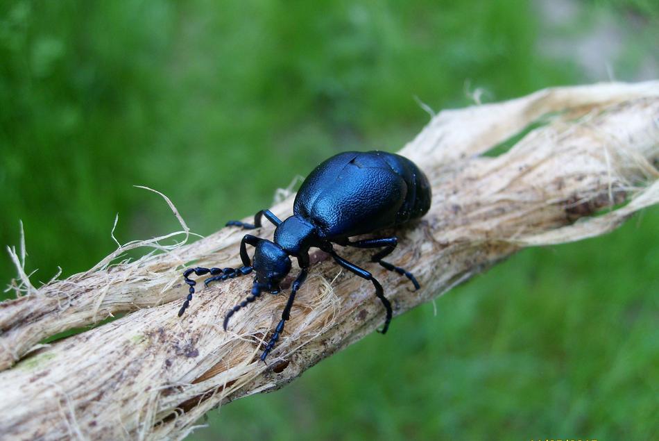 Insect Macro
