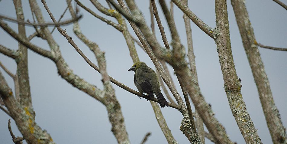 Ave Bird Nature