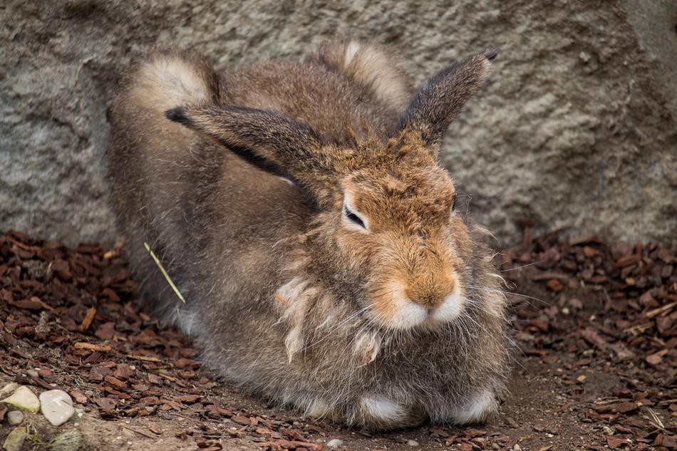 Hare Animal World