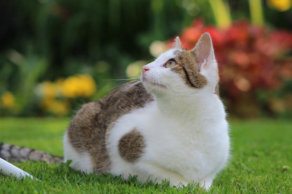 Cat Cats Pet