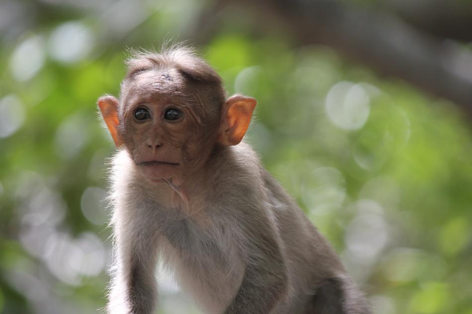 Monkey India Animal