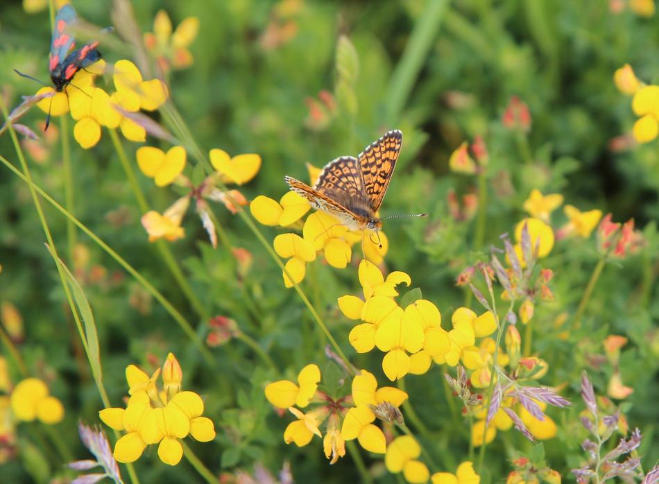 Butterfly Orange