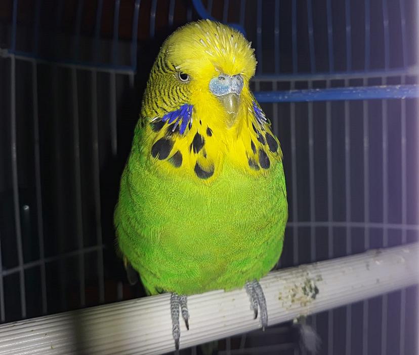 Parakeet English Ave Green