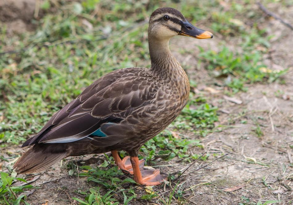 Duck Animal