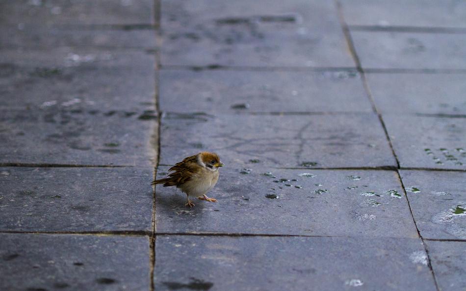 Sparrow New Animal