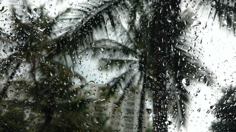 Rain Trees Travel