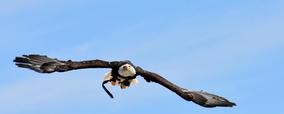 Adler Bald Eagle Flying on sky