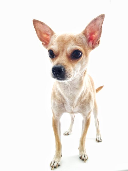Dog Chihuahua White Background