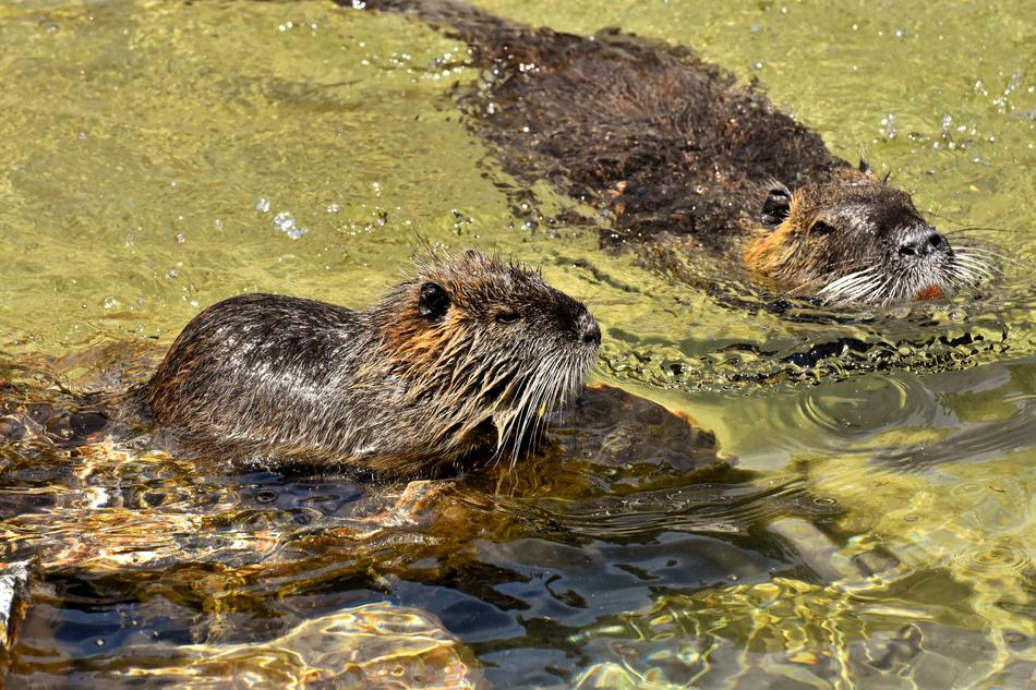 Nutria Water Rat